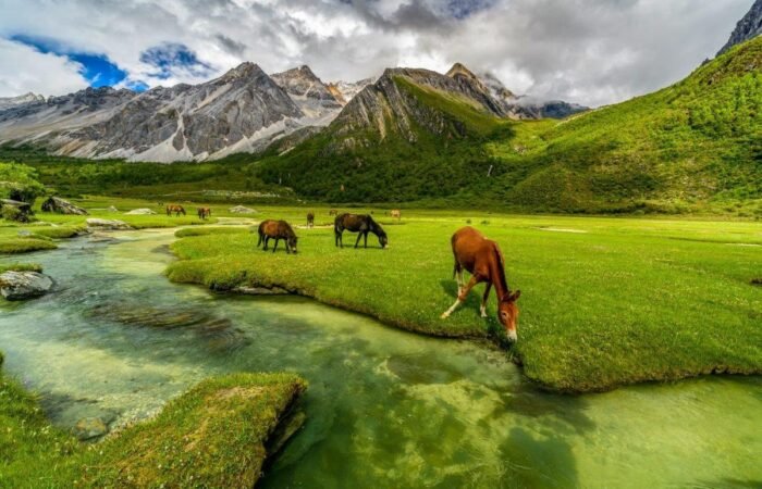 Tripatales Horse Grazing Gulmarg 1200 x 800 Tripatales