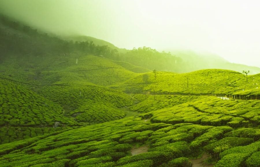 Munnar Canopied with Green Carpet Kerala Image from Tripatales