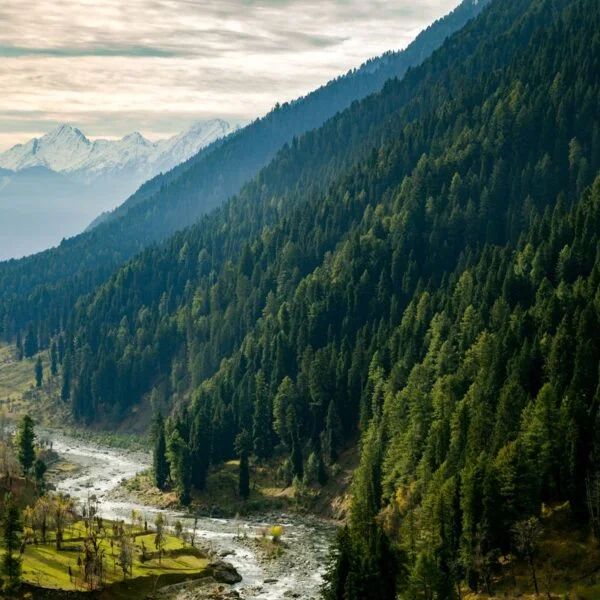 Tripatales Pahalgam Aru Valley 1200 x 800 Tripatales