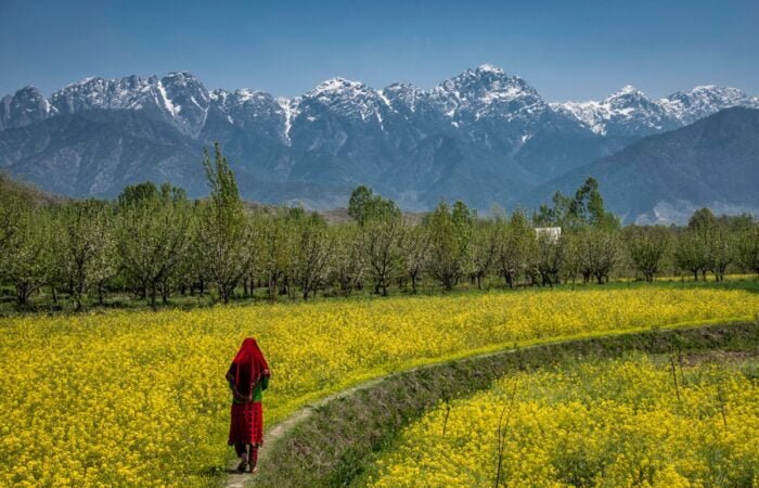 Tripatales Pahalgam Saffron Field 1200 x 800 Tripatales