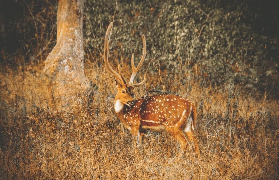 The Beautiful Deer Spotted in Periyar National Park Lake Kerala Image from Tripatales