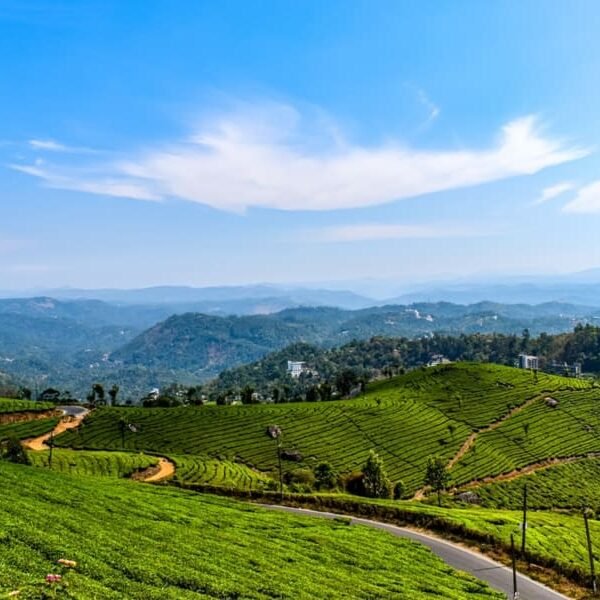 The Beautiful Munnar Kerala Image from Tripatales