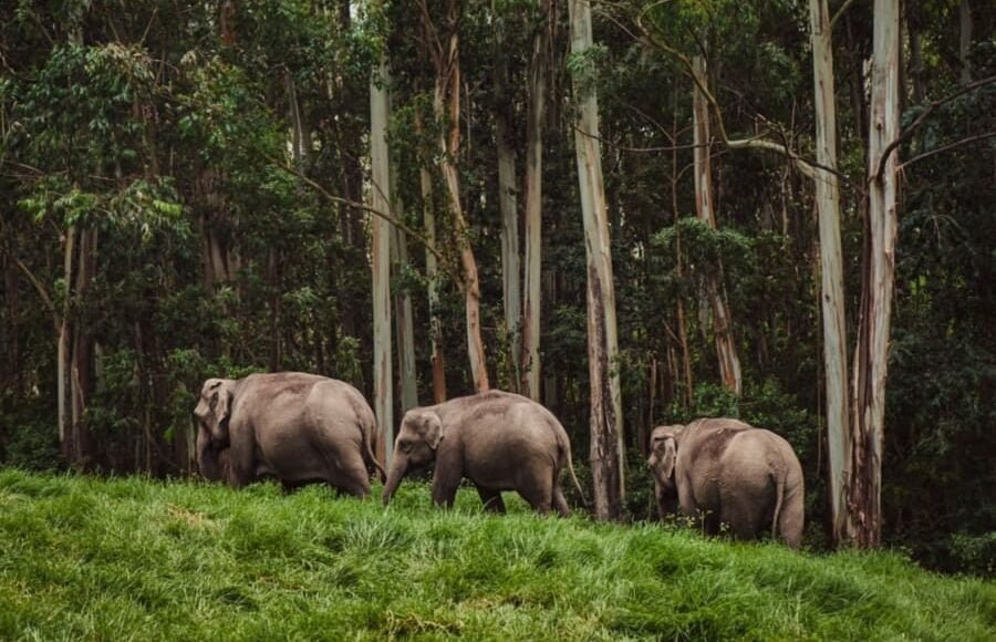 The Beautiful Spot Elephants at Periyar Kerala Image from Tripatales